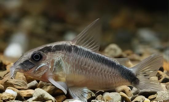 Skunk Corydoras Arcuatus 3cm Catfish - Image 5