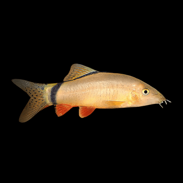 Skunk Loach Botia Yasuhikotakia Morleti 4cm