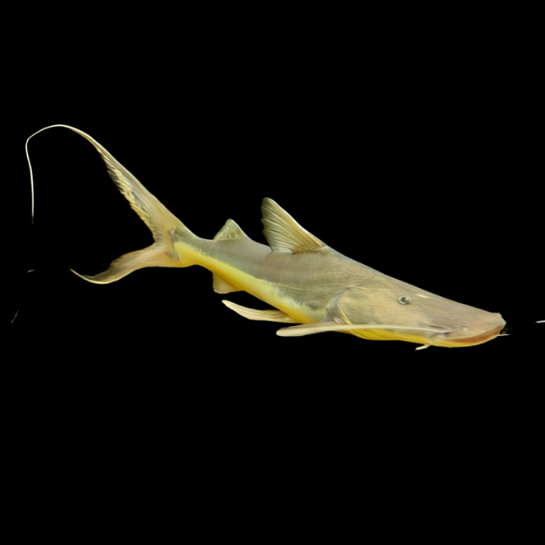 Slobbering Catfish Brachyplatystoma Platynema 10cm