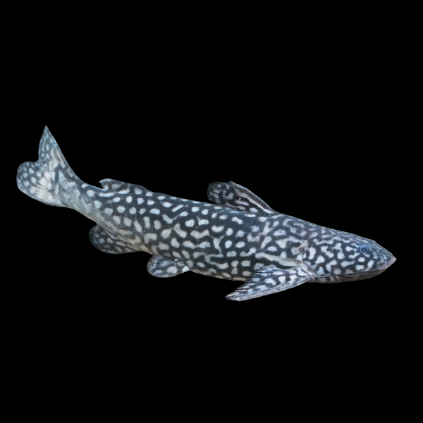 Snoring Catfish Wertheimeria Maculata 10cm