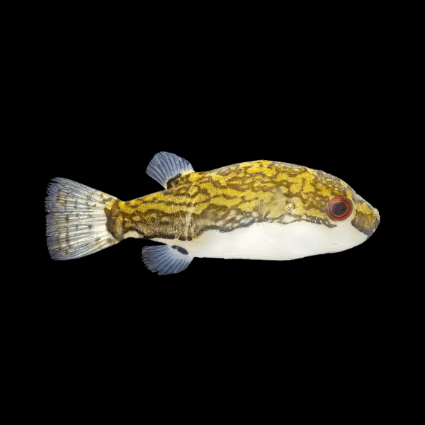 Sompong Pufferfish Tetraodon Lorteti 10cm