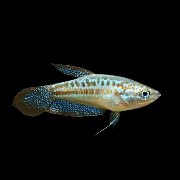 Sparkling Gourami Trichopsis Pumila 2cm