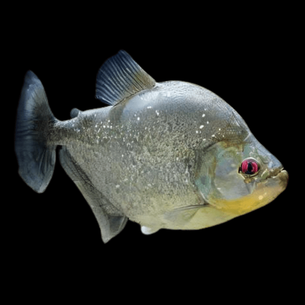 Speckled Spilo Piranha Serrasalmus Spilopleura Tapojos 10cm