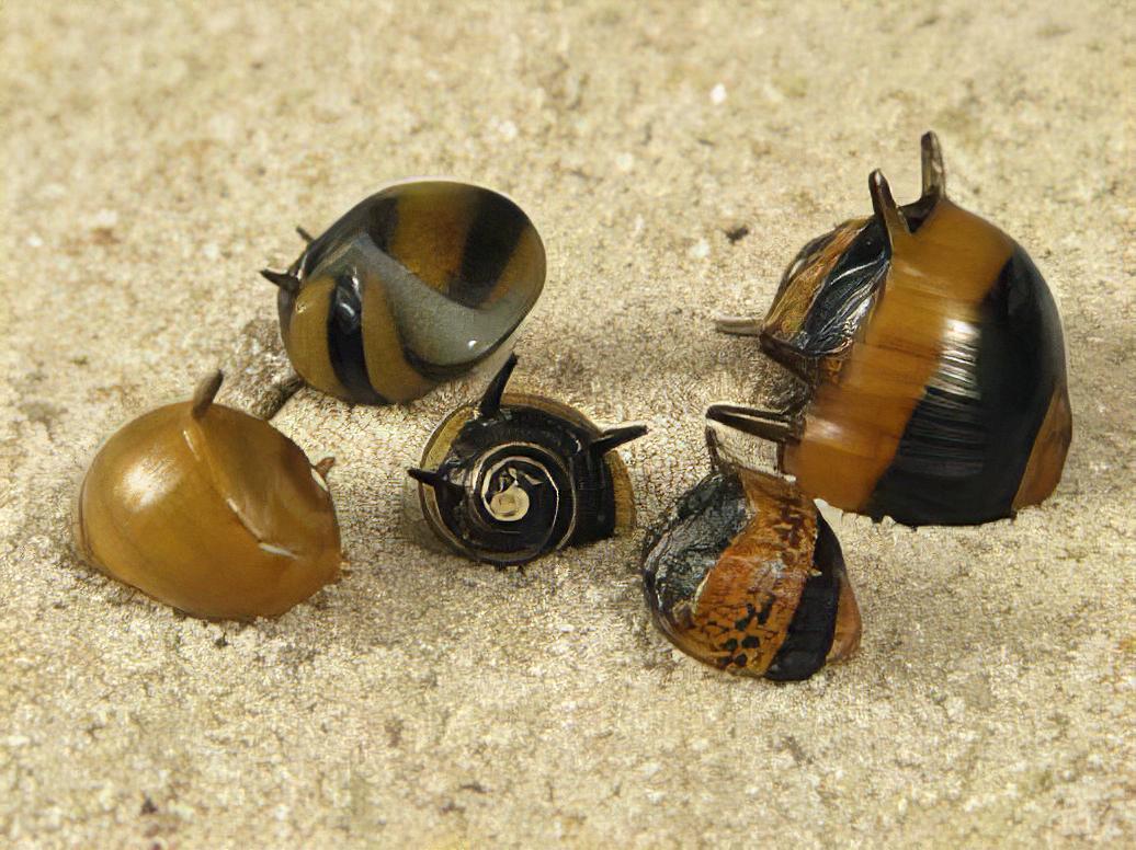 Spiky Antler Snail Clithon Diadema 2cm - Image 7