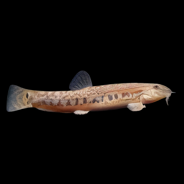 Spiny Loach Lepidocephalichthys Thermalis 4cm