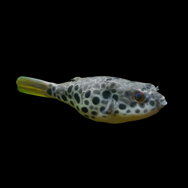 Spotted Congo Freshwater Puffer Fish Tetraodon Schoutedeni 5cm