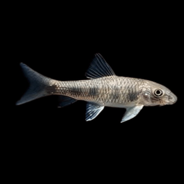 Spotted Garra Doctor Fish Loach Garra Spilota 5cm