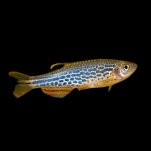Spotted Orange Finned Danio Danio Kyathit 2cm