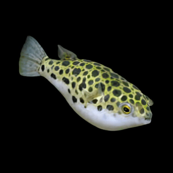 Spotted Pufferfish Tetraodon Fluviatilis 4cm