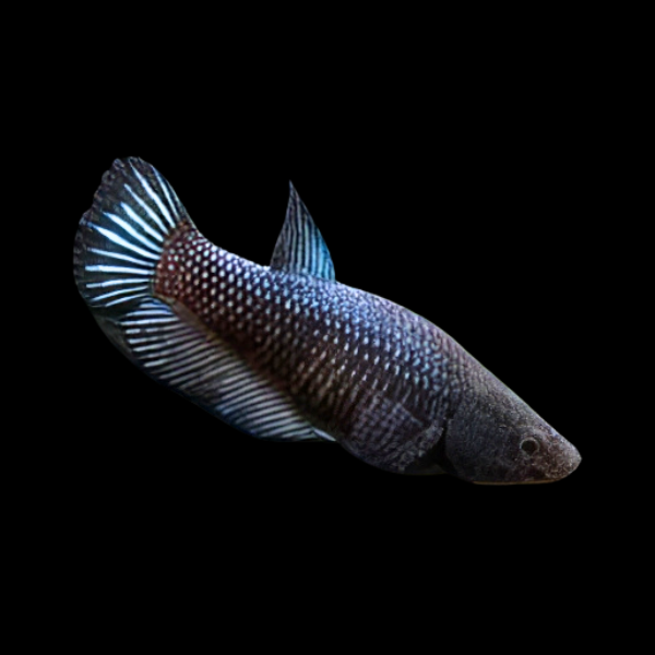 Standard Betta Female Black 3cm