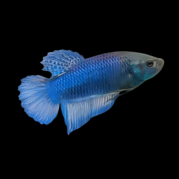 Standard Betta Female Blue Base 3cm