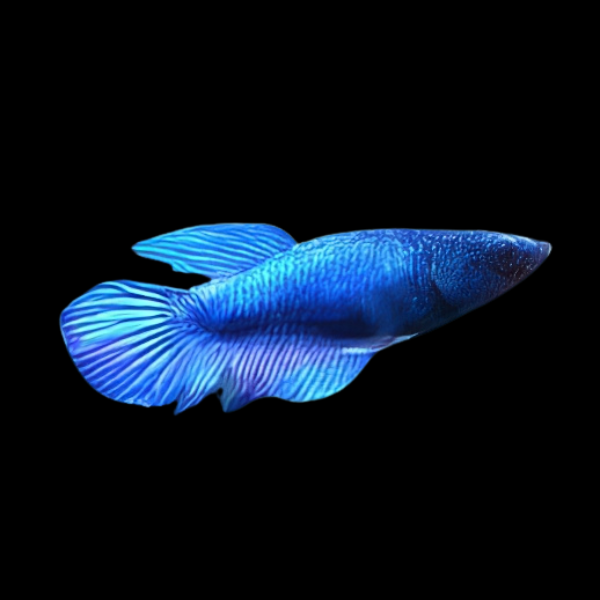 Standard Betta Female Blue 3cm