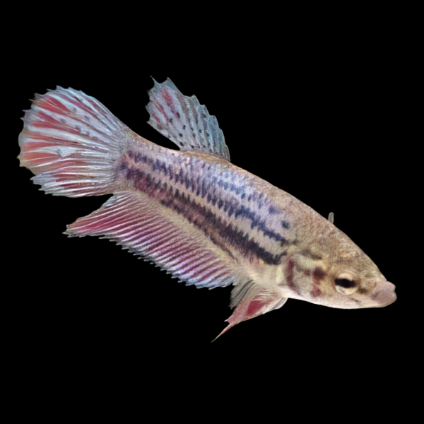 Standard Betta Female Purple Base 3cm