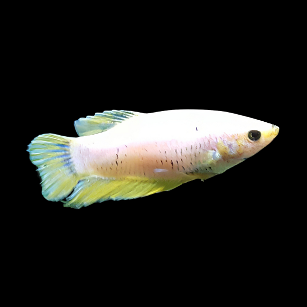 Standard Betta Female Yellow Base 3cm