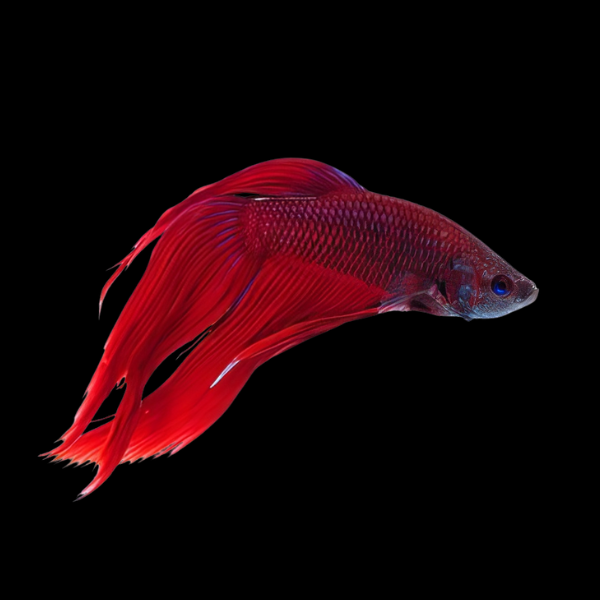 Standard Betta Male Red 3cm