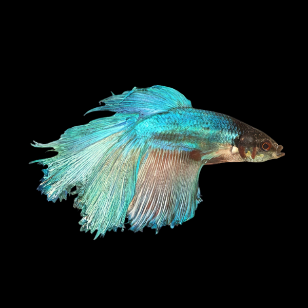 Standard Betta Male Turquoise 3cm