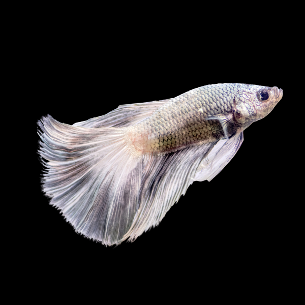 Standard Betta Male White Base 3cm