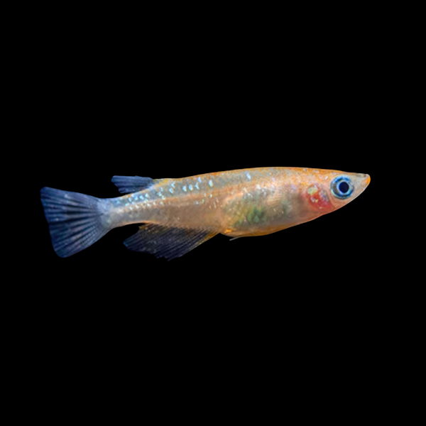 Stardust Rice Fish Oryzias Latipes - 3cm