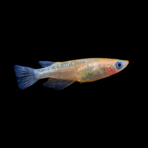 Stardust Rice Fish Oryzias Latipes – 3cm