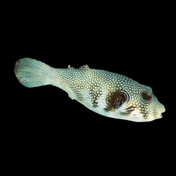 Stellate Pufferfish Arothron Stellatus