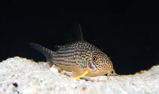 Sterbas Corydoras Sterbai Sterbae 4cm Catfish - Image 6