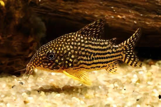 Sterbas Corydoras Sterbai Sterbae 4cm Catfish - Image 7