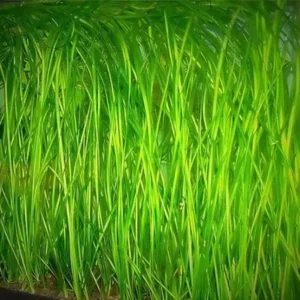 Five Bunched Plants Straight Vallis Vallisneria Species