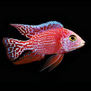 A1 Aulonocara Strawberry Peacock Malawi African Cichlid 10cm – Auction