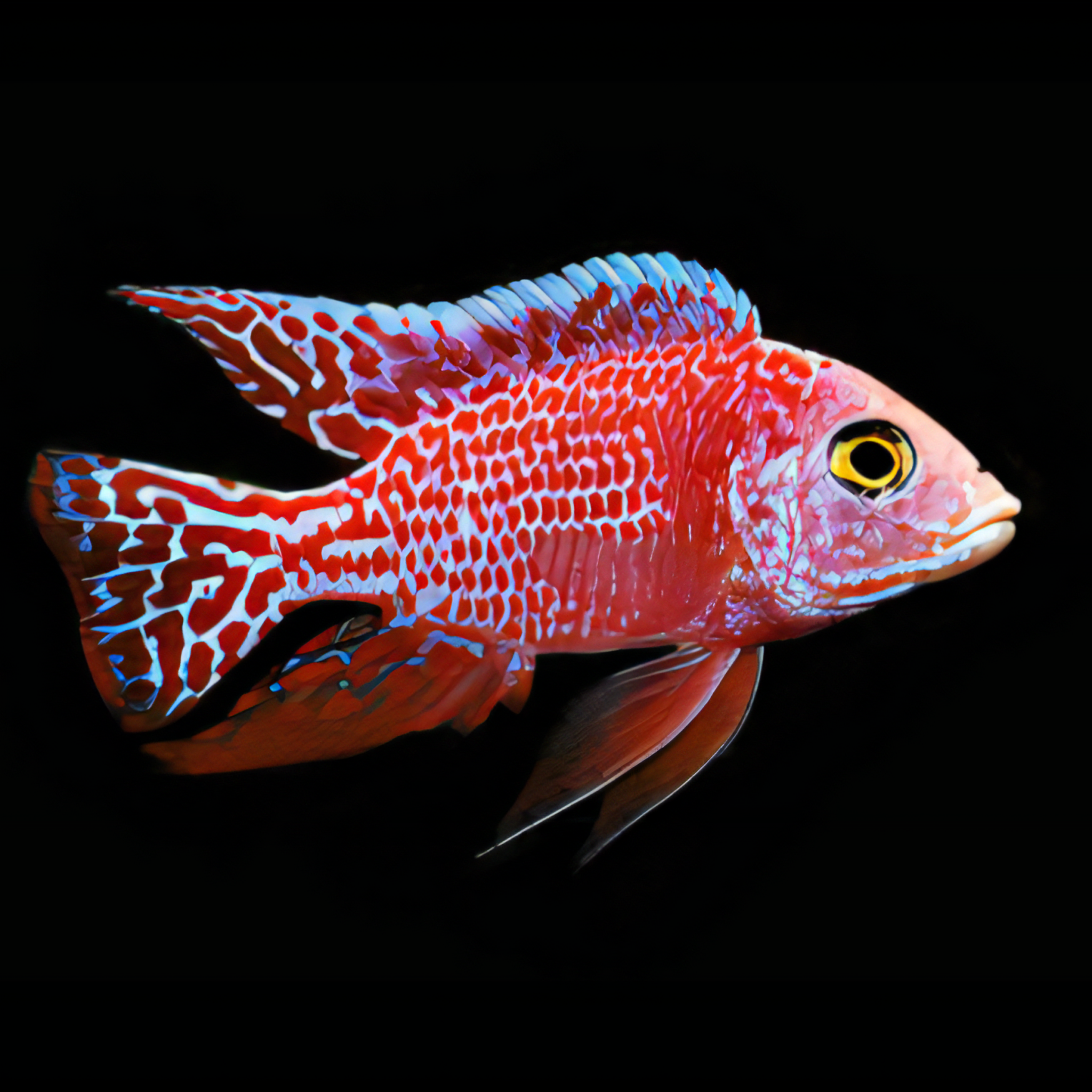 A1 Aulonocara Strawberry Peacock Malawi African Cichlid 10cm – Auction