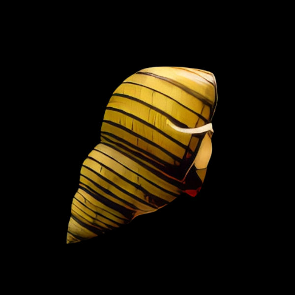 Striped Wizard Snail Filopaludina Sp 2cm