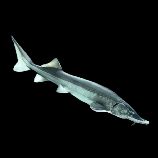 Sturgeon Acipenser Baeri (Siberian) 20cm