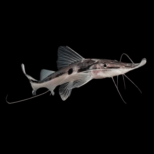 Sturgeon Catfish Platystomatichthys Sturio 15cm