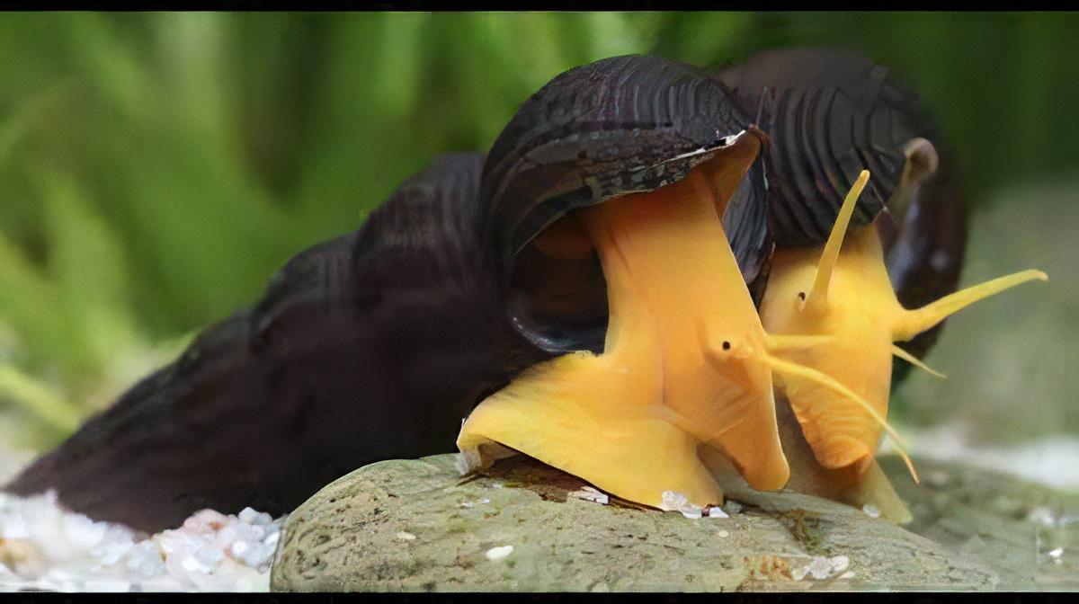 Giant Orange Sulawesi Snail Tylomelania 5cm - Image 3