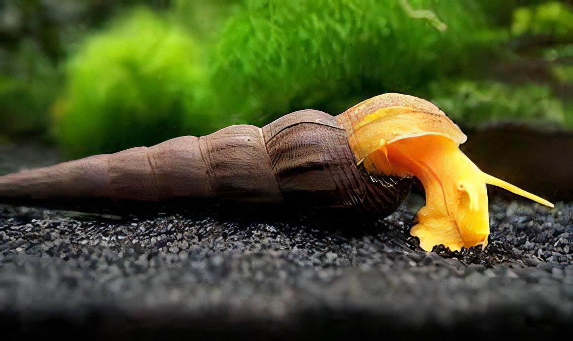 Giant Orange Sulawesi Snail Tylomelania 5cm - Image 4
