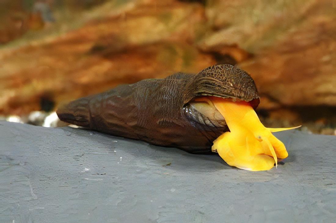 Giant Orange Sulawesi Snail Tylomelania 5cm - Image 5