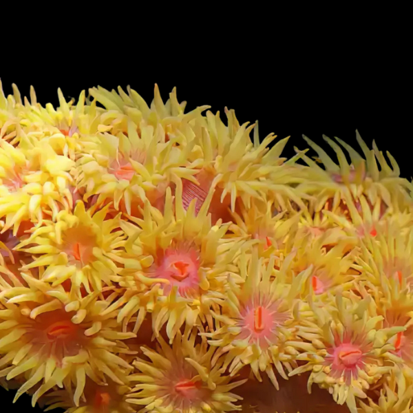 Sun Hard Coral Tubastrea Sp
