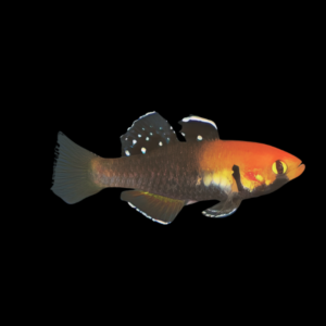 Sunburst Carp Gudgeon Hypseleotris Cyprinoides 3cm