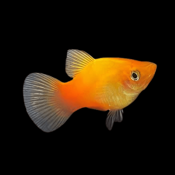 Sunset Platy Xiphophorus Maculatus 3cm