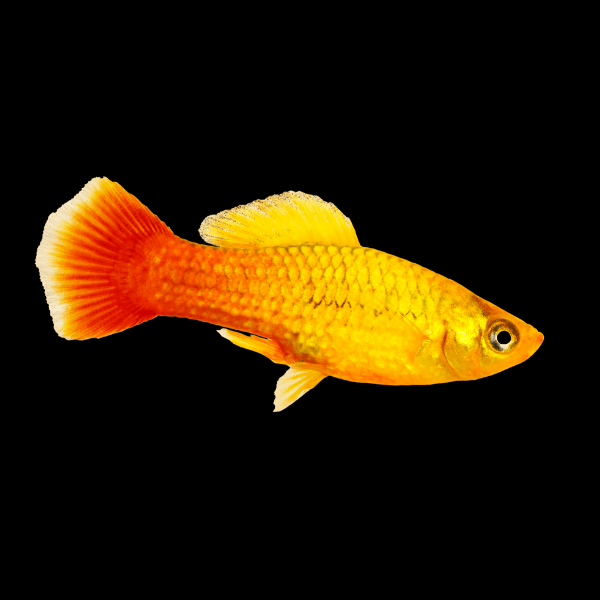 Sunset Wag Platy Xiphophorus Maculatus 3cm