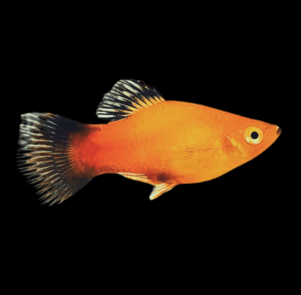 Gold Wag Platy Xiphophorus Maculatus 3cm