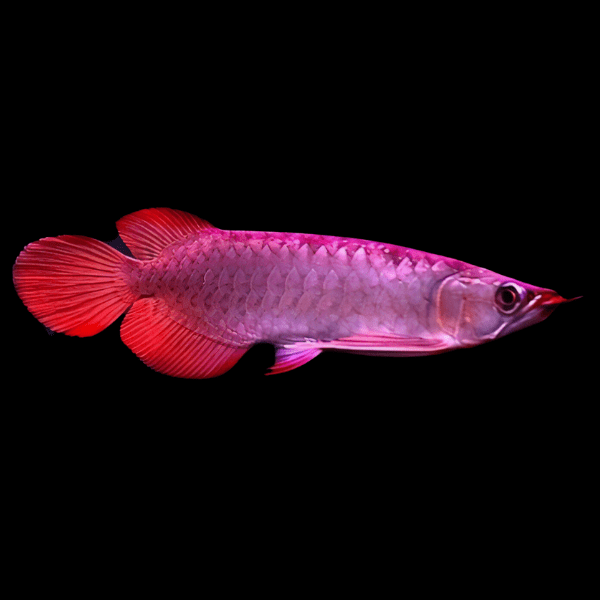 Super Blood Red Arowana Scleropages Formosus 20cm