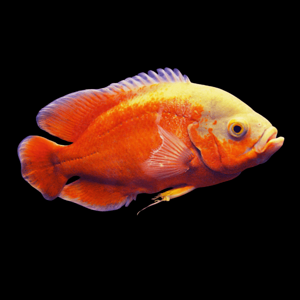 Super Red Albino Oscar High Grade Astronotus Ocellatus 12cm