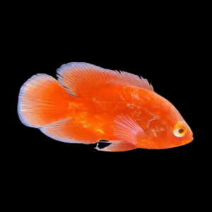 A1 Super Chilli Red Oscar High Grade Astronotus Ocellatus 12cm – Auction