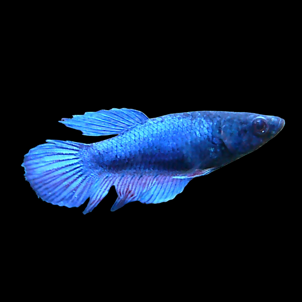 Super Delta Betta Female Blue 3cm