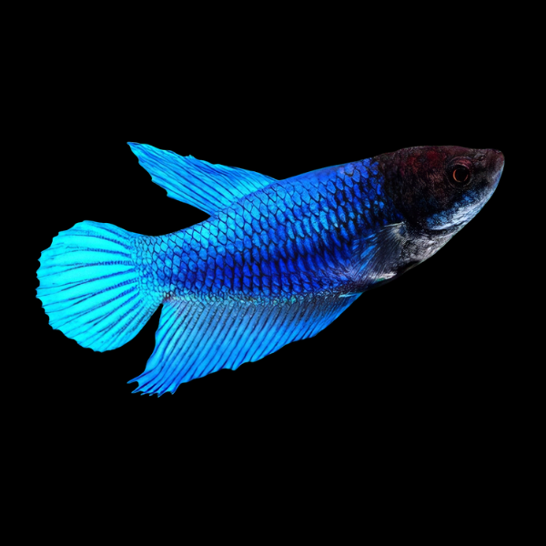 Super Delta Betta Female Blue Base 3cm