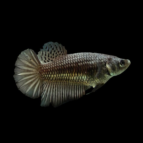 Super Delta Betta Female Copper 3cm