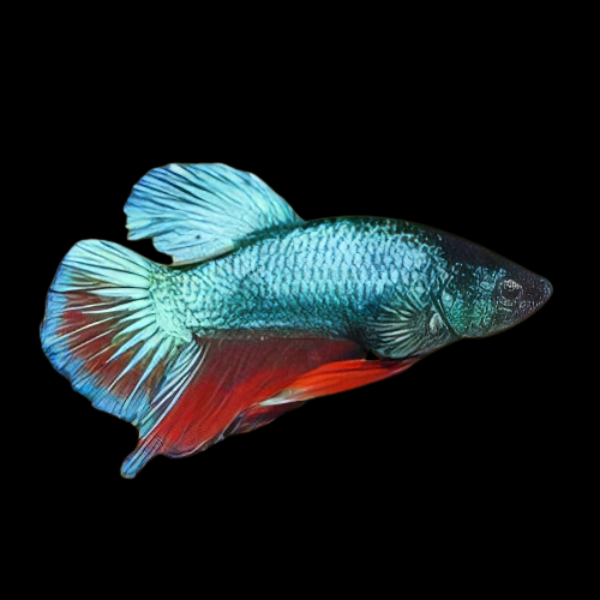 Super Delta Betta Female Green Base 3cm