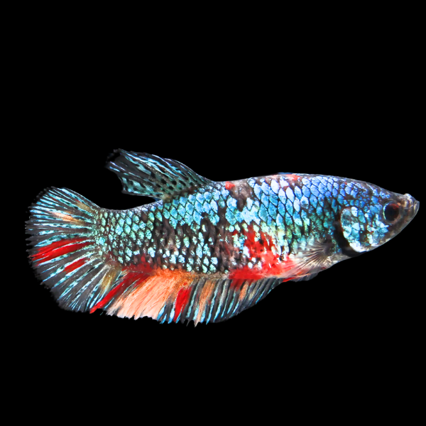 Super Delta Betta Female Tri Colour 3cm