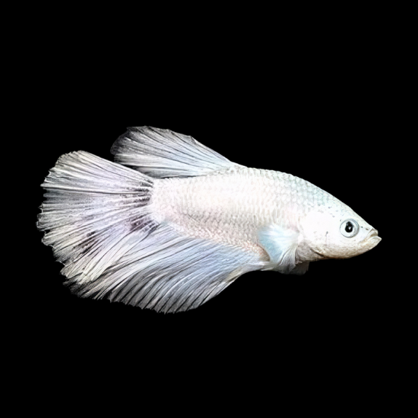 Super Delta Betta Female White Base 3cm