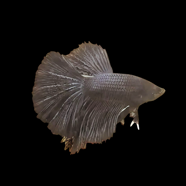 Super Delta Betta Male Black 3cm